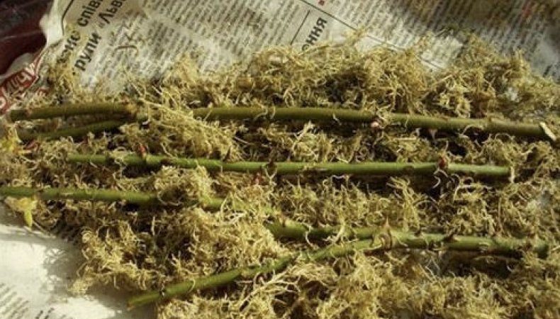 Des moyens simples de conserver les boutures de roses jusqu'au printemps et de les planter correctement