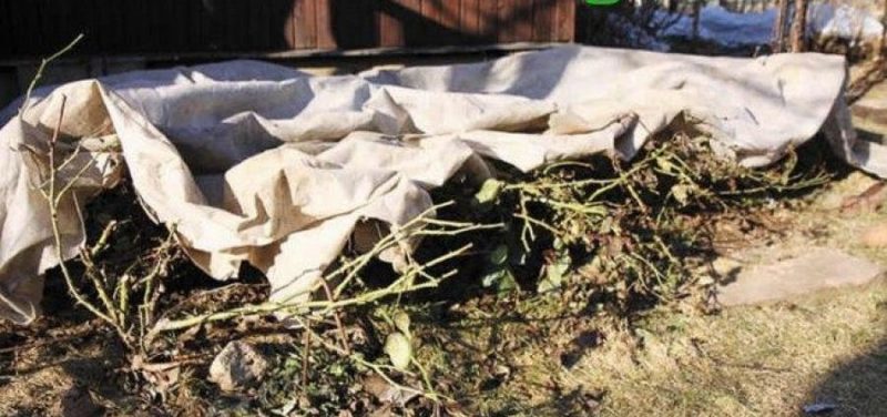 Guide du débutant: comment entretenir les roses au printemps