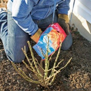 Guide du débutant: comment entretenir les roses au printemps