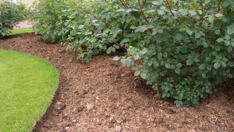 Guide du débutant: comment entretenir les roses au printemps