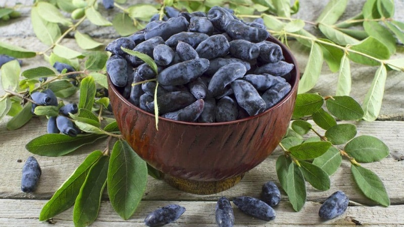 Quel est le goût des baies de chèvrefeuille: une description du goût