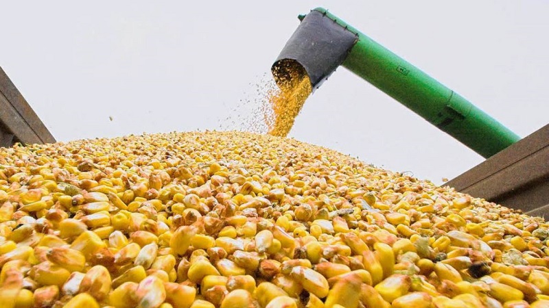 Quel est le rendement du maïs par hectare: moyenne, l'influence du type de variété ou d'hybride et d'autres facteurs