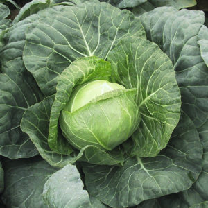 Hybride de chou mûr précoce Parel F1