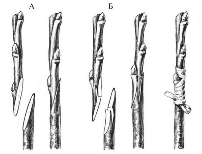 Guide du jardinier débutant étape par étape: comment planter un pommier au printemps
