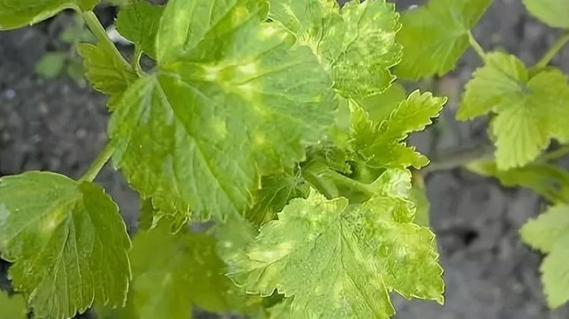 Que faire si les baies de groseille à maquereau sont recouvertes d'un revêtement brun, comment sauver la récolte