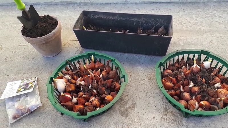 Planifier une plantation de jardin: est-il possible de planter des tulipes au printemps et quand fleuriront-elles