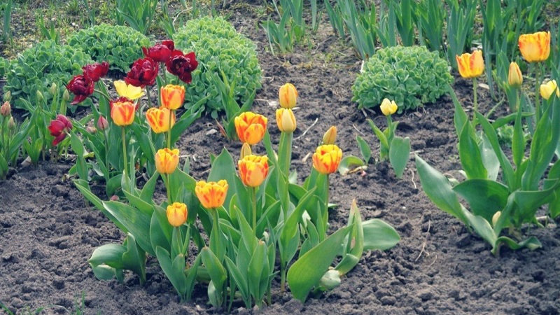 Planifier une plantation de jardin: est-il possible de planter des tulipes au printemps et quand fleuriront-elles