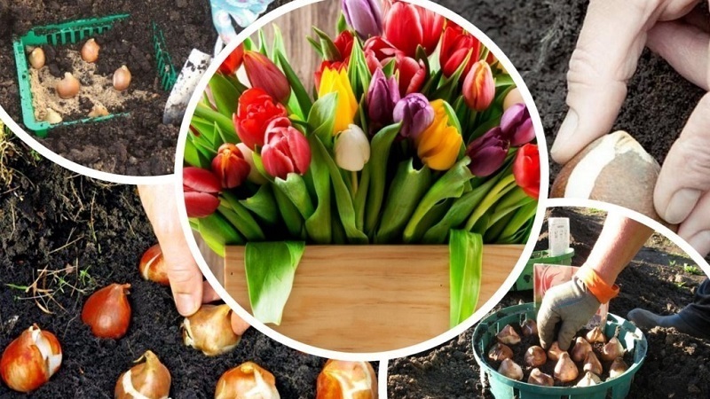 Planifier une plantation de jardin: est-il possible de planter des tulipes au printemps et quand fleuriront-elles