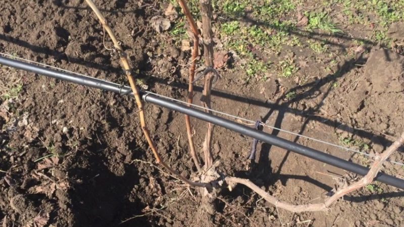 Quand et comment tailler correctement les raisins au printemps pour les débutants étape par étape: instructions et schémas