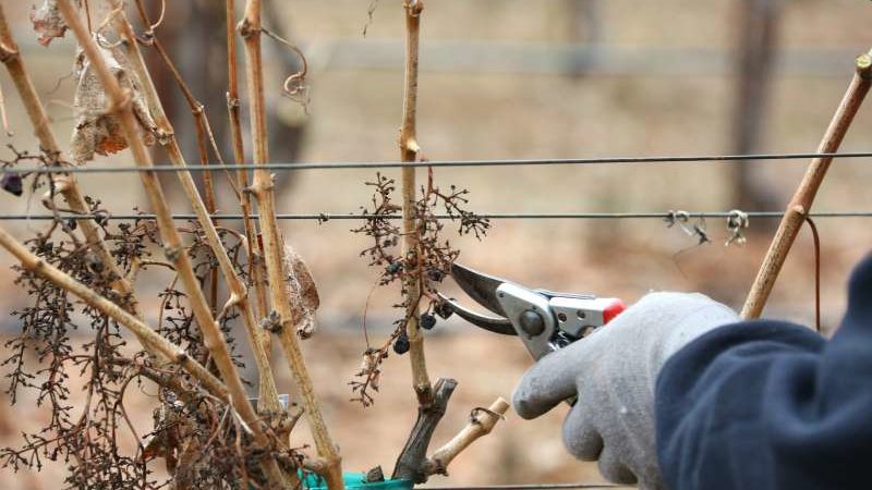 Quand et comment tailler correctement les raisins au printemps pour les débutants étape par étape: instructions et schémas