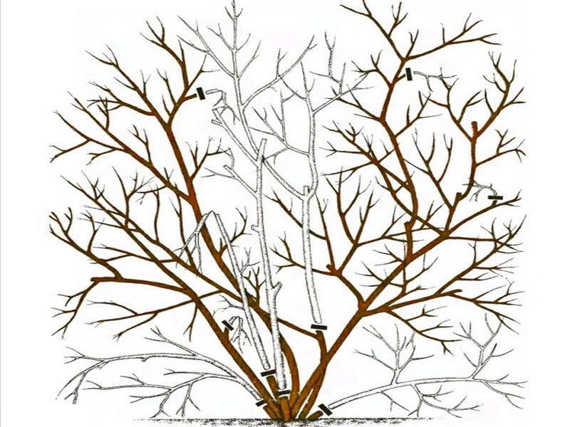 Instructions étape par étape pour la taille des bleuets au printemps pour les jardiniers débutants