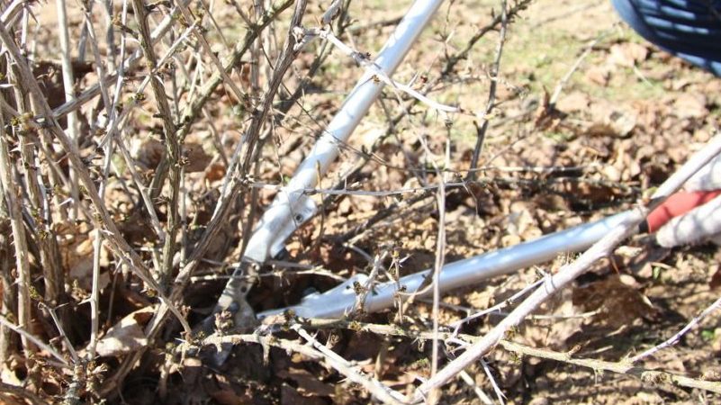 Taille de la groseille à maquereau: objectifs, calendrier, technologie