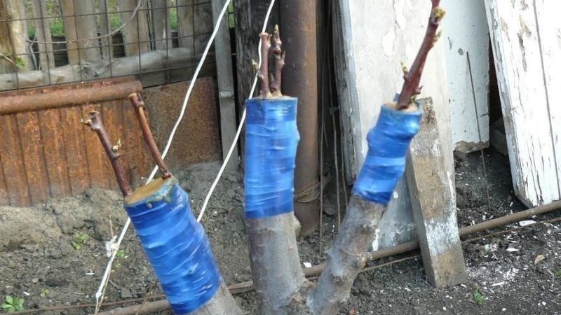 Guide du jardinier débutant étape par étape: comment planter un pommier au printemps