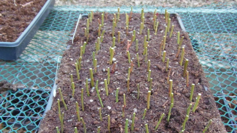 Instructions pour planter des plants de bleuets au printemps en pleine terre