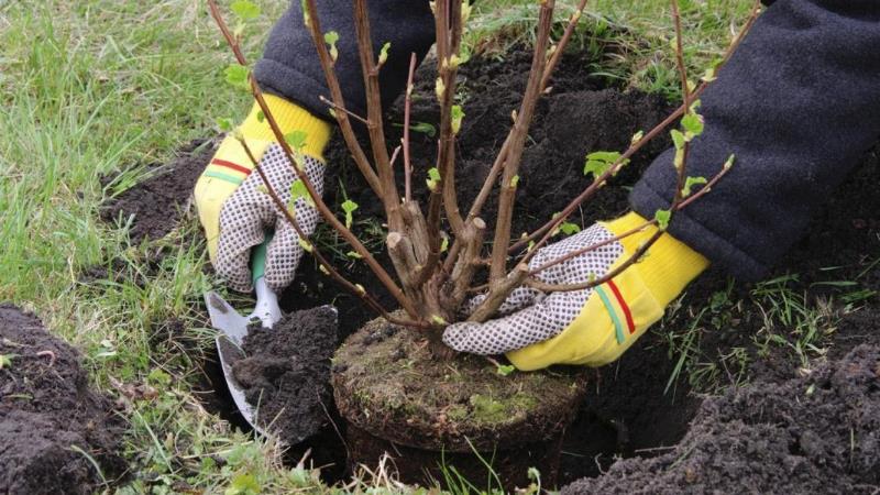 Le meilleur moment pour planter des arbres fruitiers dans la région de Moscou: planter au printemps ou à l'automne?