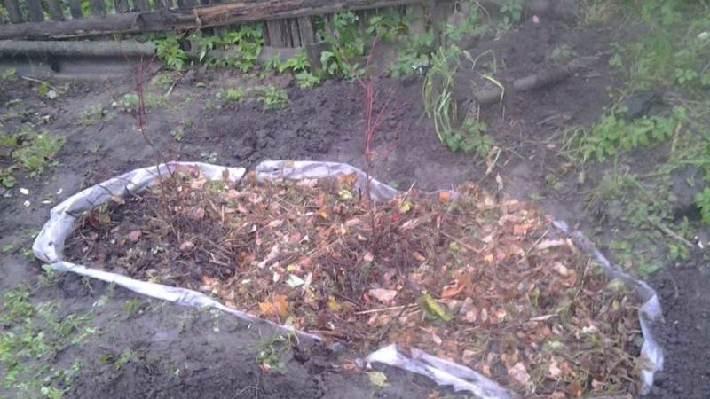 Instructions étape par étape pour la transplantation de bleuets dans un nouvel emplacement au printemps