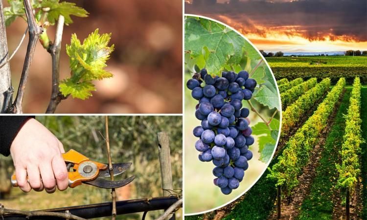 Guide d'entretien des raisins au printemps après ouverture