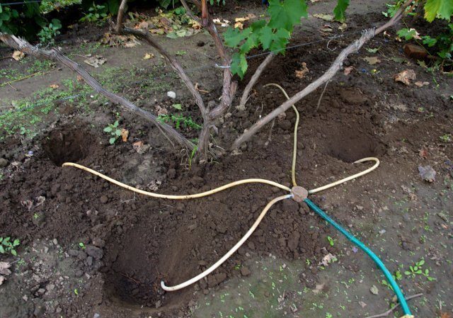 Comment arroser et nourrir les raisins au printemps: instructions pour les débutants