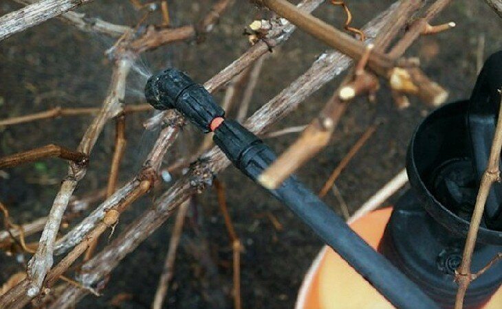 Comment arroser et nourrir les raisins au printemps: instructions pour les débutants