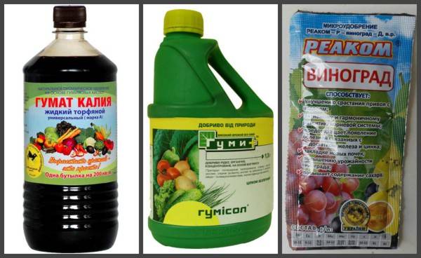 Guide d'entretien des raisins au printemps après ouverture