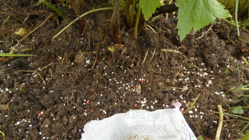 Le choix de l'alimentation des groseilles au printemps: comment et comment fertiliser les buissons pour une bonne récolte