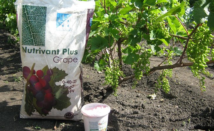 Comment arroser et nourrir les raisins au printemps: instructions pour les débutants