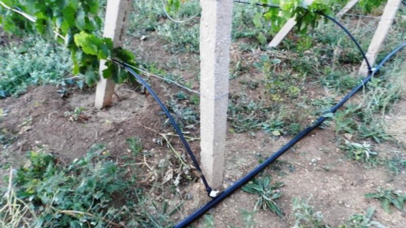 Comment arroser et nourrir les raisins au printemps: instructions pour les débutants