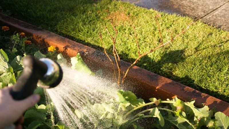 Comment arroser et nourrir les raisins au printemps: instructions pour les débutants