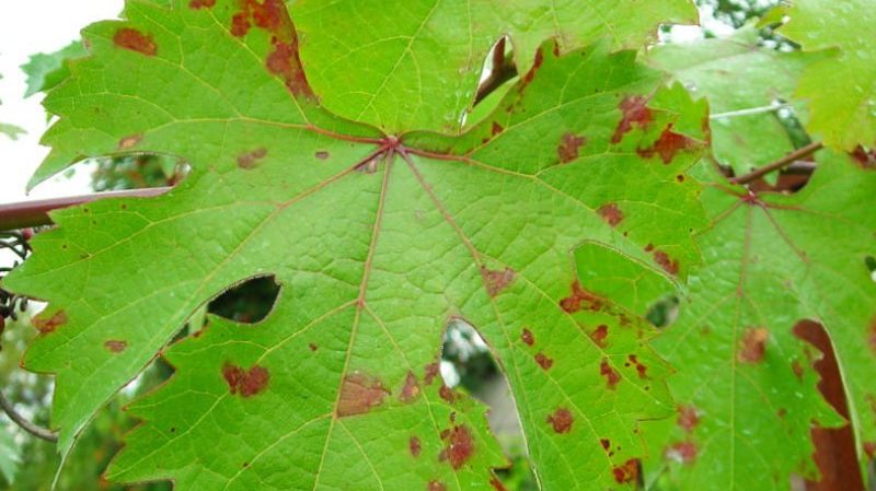 Comment arroser et nourrir les raisins au printemps: instructions pour les débutants