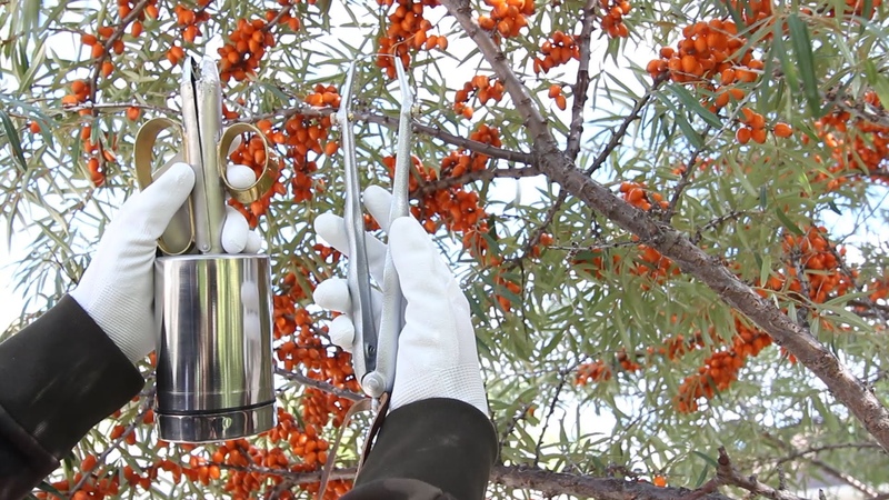 Guide de plantation de semis d'argousier au printemps: comment organiser et planter des buissons pour qu'ils portent des fruits