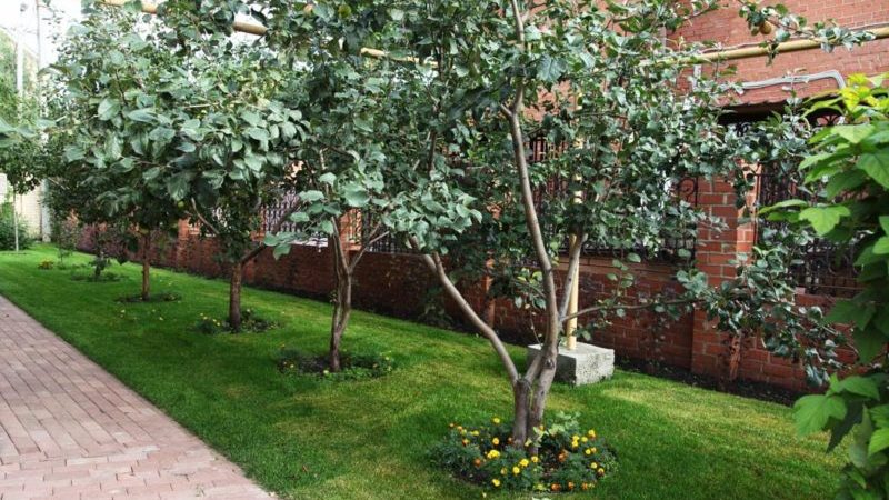 Le meilleur moment pour planter des arbres fruitiers dans la région de Moscou: planter au printemps ou à l'automne?