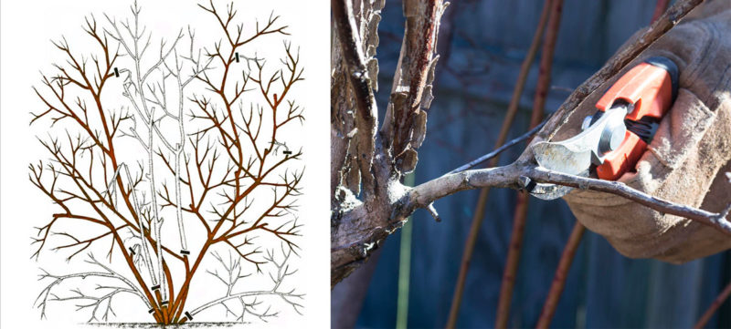 Instructions étape par étape pour la taille des bleuets au printemps pour les jardiniers débutants