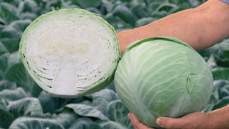 Découvrez s'il y a de l'amidon dans le chou et quels sont les avantages et les inconvénients des légumes féculents