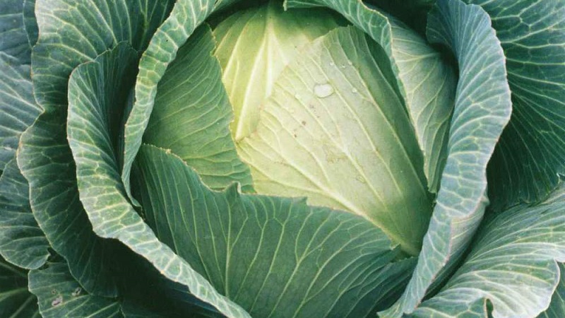 Hybride de chou à maturité tardive Ancoma F1 pour un stockage à long terme