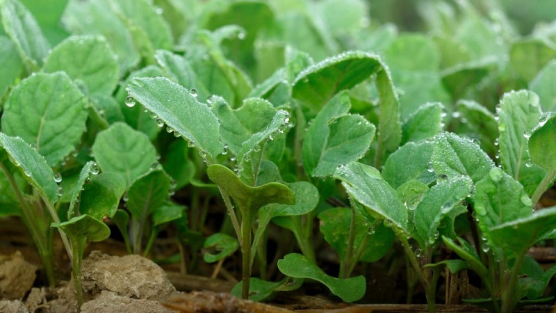 Variété populaire de chou Amager à haut rendement