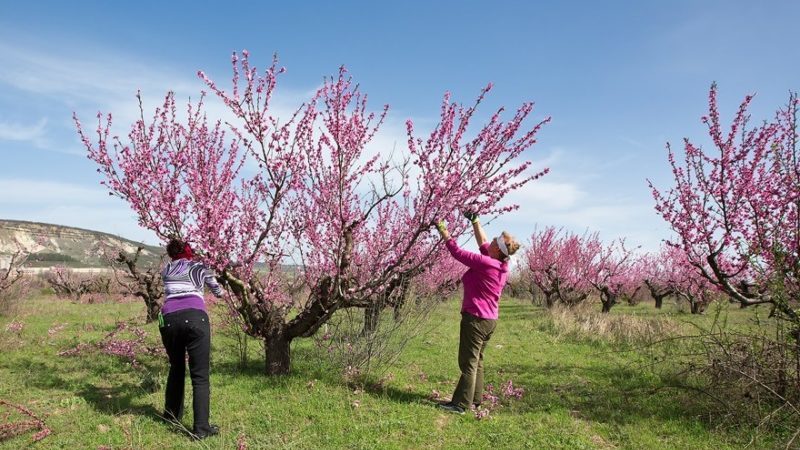 Comment tailler correctement les pêches au printemps et pourquoi c'est si important