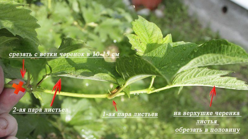 Un guide clair pour l'élevage de viburnum Buldenezh au printemps par boutures