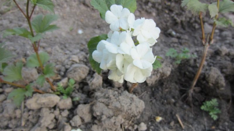 Un guide clair pour l'élevage de viburnum Buldenezh au printemps par boutures