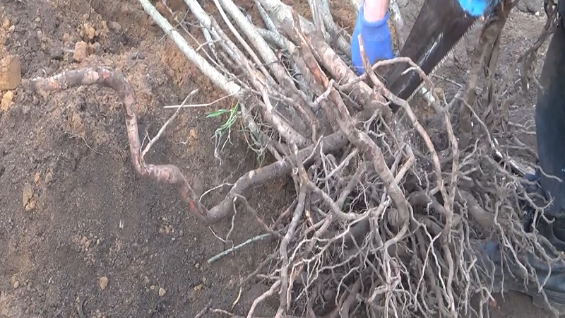 Guide de plantation Rowan au printemps de A à Z