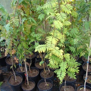 Guide de plantation Rowan au printemps de A à Z