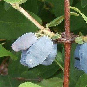 Variété de chèvrefeuille résistante au gel à haut rendement Moskovskaya 23