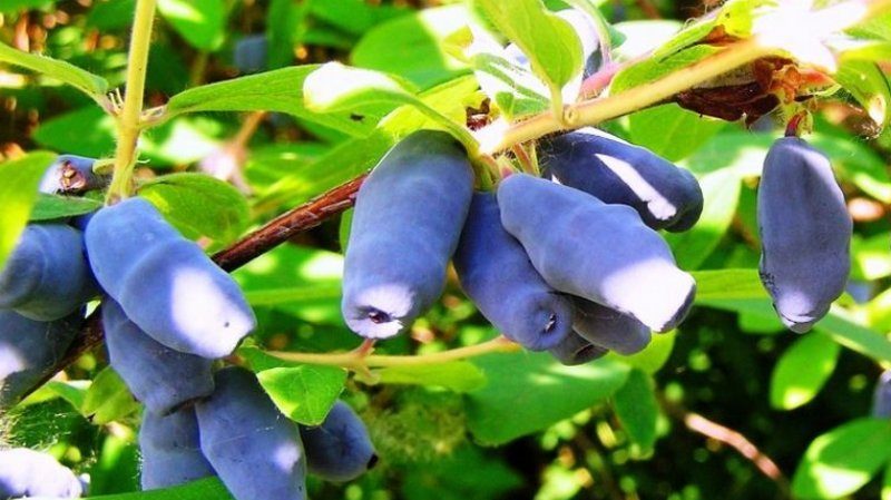 Quand le chèvrefeuille mûrit dans différentes régions