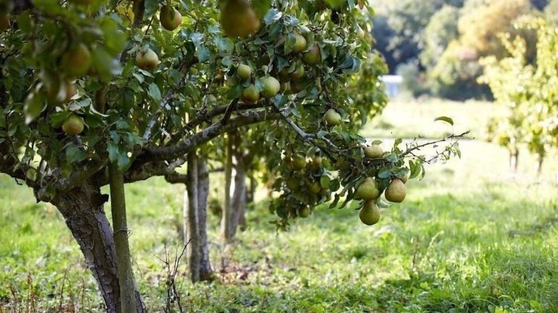 Le meilleur moment pour planter des arbres fruitiers dans la région de Moscou: planter au printemps ou à l'automne?