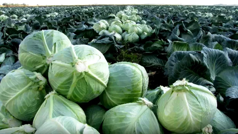 Hybride moyen tardif de chou blanc Larsia f1