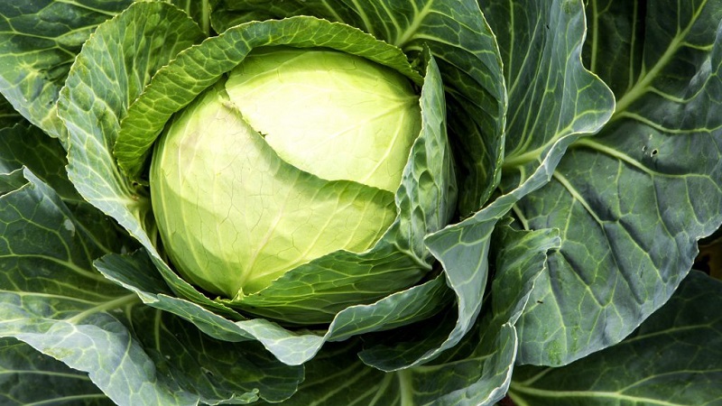 Hybride moyen tardif de chou blanc Larsia f1