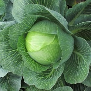 Hybride moyen tardif de chou blanc Larsia f1