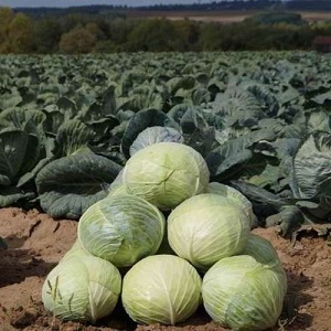 Hybride moyen tardif de chou blanc Larsia f1