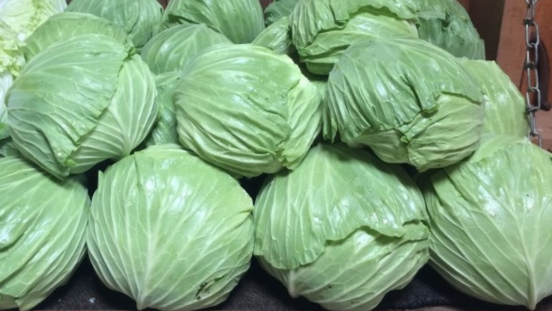 Variété moyenne tardive de chou Gift