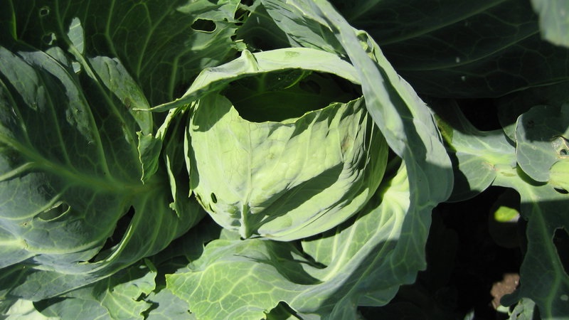 Variété moyenne tardive de chou Gift