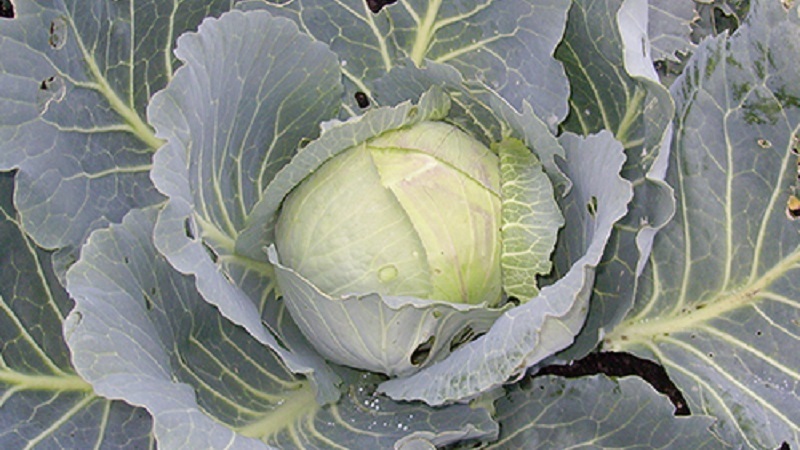 Variété moyenne tardive de chou Gift